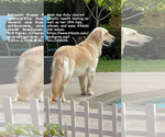 Small Photo #1 English Cream Golden Retriever Puppy For Sale in TULSA, OK, USA