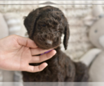 Small #3 Labradoodle mix (+ Poodle Standard)