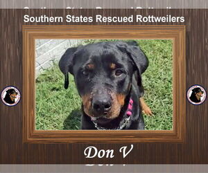 Rottweiler-Unknown Mix Dogs for adoption in White Hall, AR, USA