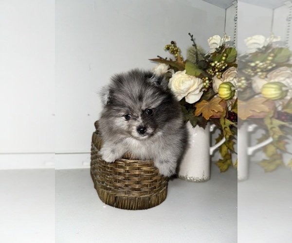 Medium Photo #6 Pomeranian Puppy For Sale in BAKERSFIELD, CA, USA