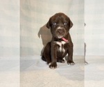 Small #9 German Shorthaired Pointer-Siberian Husky Mix