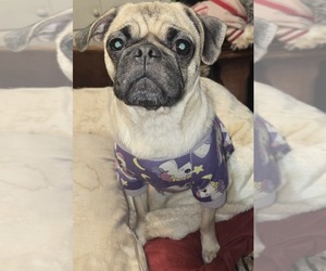 Mother of the Pug puppies born on 11/28/2024