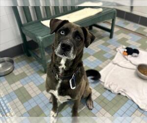 Labsky Dogs for adoption in Fort Collins, CO, USA