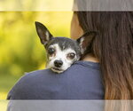 Small #3 Chihuahua Mix