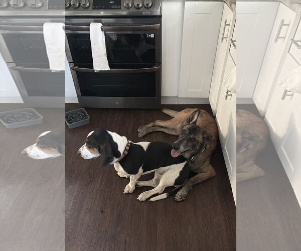 Medium Photo #13 Mutt Puppy For Sale in Stevens Point, WI, USA