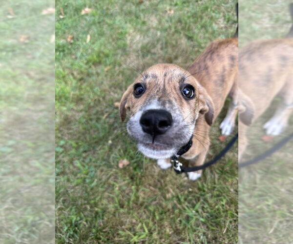 Medium Photo #8 Labrador Retriever-Plott Hound Mix Puppy For Sale in Brewster, NY, USA