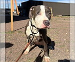 MATEY - Female Mutt Dog for Adoption - Small photo