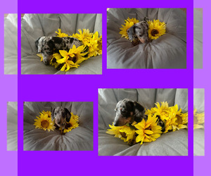 Dachshund Puppy for sale in BENNINGTON, OK, USA