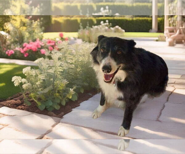 Medium Photo #7 Border Collie Puppy For Sale in Highland, IL, USA