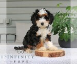 Small Bernedoodle (Miniature)
