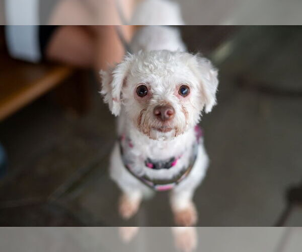 Medium Photo #12 Maltese-Unknown Mix Puppy For Sale in Mundelein, IL, USA