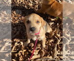 Small Photo #30 Retriever -Unknown Mix Puppy For Sale in Holly Springs, NC, USA