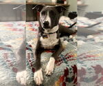 Small #47 American Pit Bull Terrier Mix