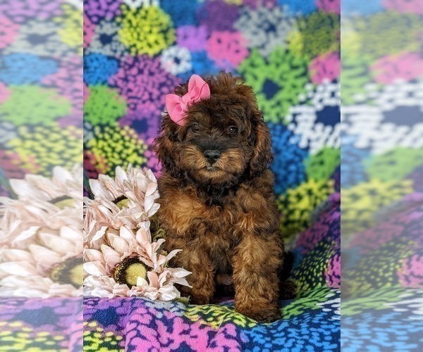 Medium Photo #3 ShihPoo Puppy For Sale in LINCOLN UNIVERSITY, PA, USA