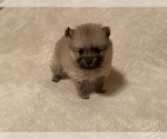Small Photo #7 Pomeranian Puppy For Sale in PERKINS, OK, USA