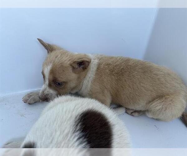 Medium Photo #1 Mutt Puppy For Sale in Houston, TX, USA