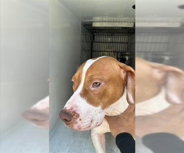 Medium Photo #1 American Pit Bull Terrier-Unknown Mix Puppy For Sale in Houston, TX, USA