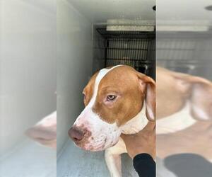 American Pit Bull Terrier-Unknown Mix Dogs for adoption in Houston, TX, USA