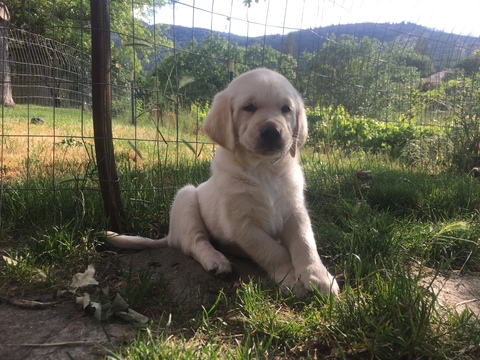 Medium Photo #1 Golden Labrador Puppy For Sale in ASHLAND, OR, USA