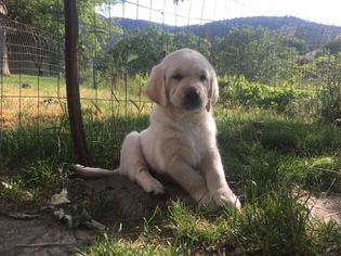 Golden Labrador Puppy for sale in ASHLAND, OR, USA