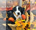 Small Photo #4 Labrador Retriever-Unknown Mix Puppy For Sale in Bryant, AR, USA