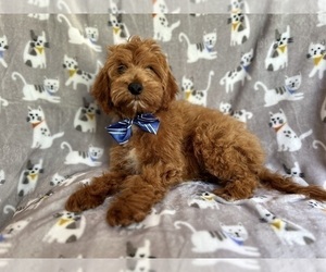 Cavapoo Puppy for sale in LAKELAND, FL, USA