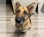 Small German Shepherd Dog