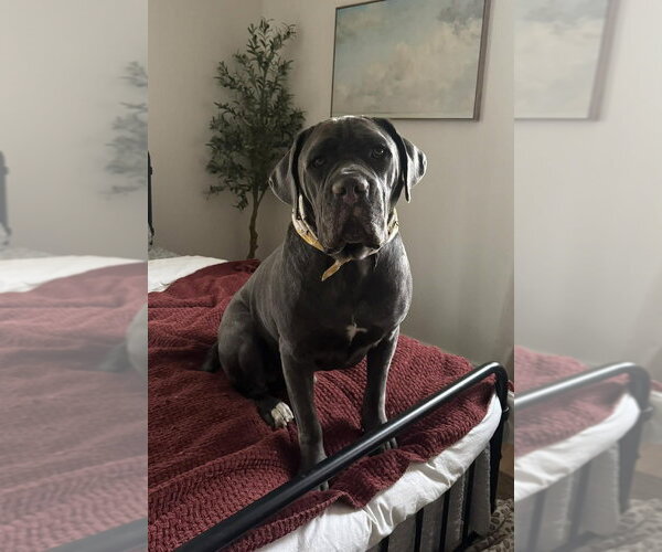 Medium Photo #5 Mutt Puppy For Sale in New York, NY, USA