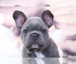 Small #1 American French Bull Terrier