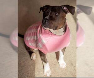 American Staffordshire Terrier-Unknown Mix Dogs for adoption in Minneapolis, MN, USA