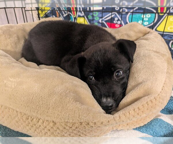 Medium Photo #1 Labrador Retriever-Unknown Mix Puppy For Sale in Corona, CA, USA