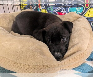 Labrador Retriever-Unknown Mix Dogs for adoption in Corona, CA, USA