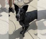 Small #3 Border Collie Mix