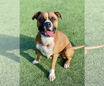 Small #14 Boxer Mix