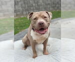 Small American Bulldog Mix