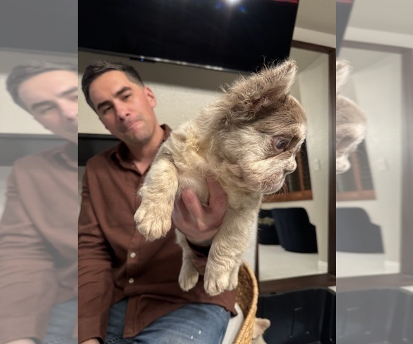 Medium Photo #7 French Bulldog Puppy For Sale in SAN DIEGO, CA, USA