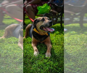 Mutt Dogs for adoption in Oakhurst, NJ, USA