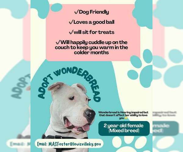 Medium Photo #2 American Pit Bull Terrier Puppy For Sale in Louisville, KY, USA