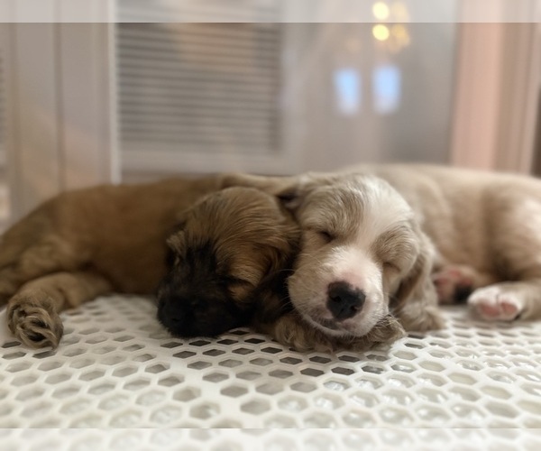 Medium Photo #14 Goldendoodle (Miniature) Puppy For Sale in CAPE CORAL, FL, USA