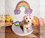 Small Photo #13 Maltese-Poodle (Toy) Mix Puppy For Sale in INDEPENDENCE, MO, USA