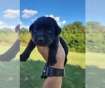 Small #5 Labrador Retriever