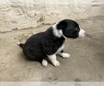 Small #9 Border Collie