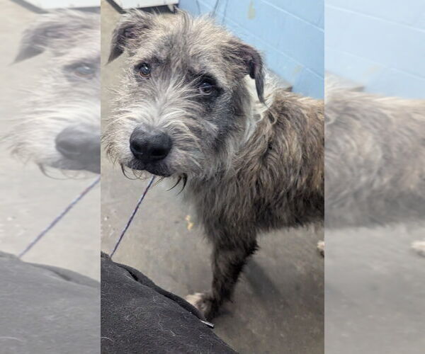 Medium Photo #4 German Shepherd Dog-Unknown Mix Puppy For Sale in Evansville, IN, USA