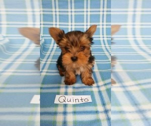 Yorkshire Terrier Puppy for sale in CLARKRANGE, TN, USA