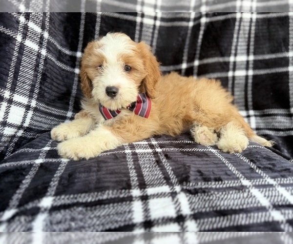 Medium Photo #2 Cavapoo (Miniature) Puppy For Sale in LAKELAND, FL, USA
