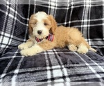 Small #1 Cavapoo (Miniature)
