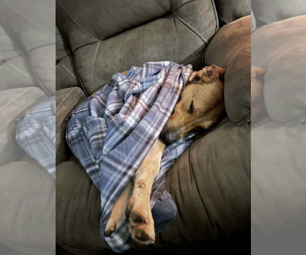 Medium Photo #4 Boxer-Unknown Mix Puppy For Sale in New York, NY, USA