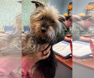 Mutt Dogs for adoption in Rustburg, VA, USA