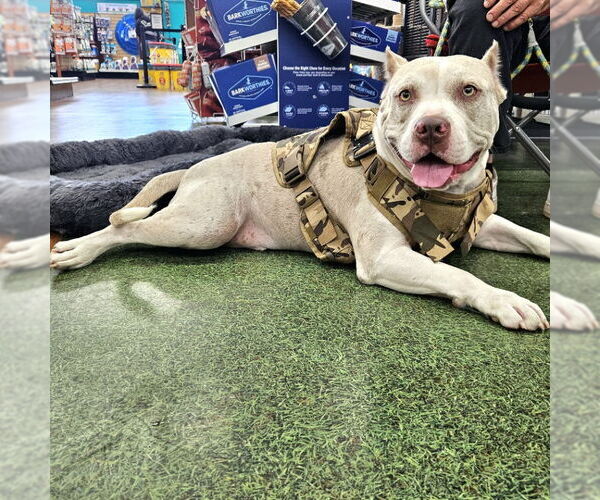 Medium Photo #4 American Staffordshire Terrier-Unknown Mix Puppy For Sale in Tampa, FL, USA
