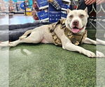 Small #3 American Staffordshire Terrier Mix